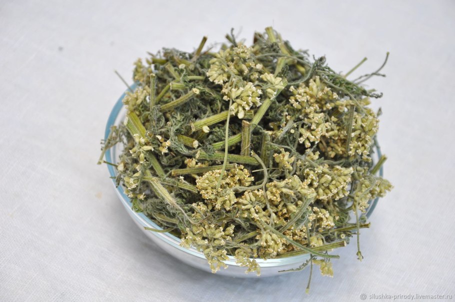 Тысячелистник обыкновенный трава