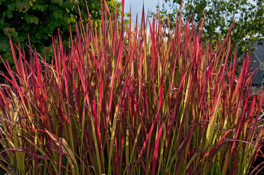 Императа цилиндрическая (Imperata cylindrica 'Red Baron')