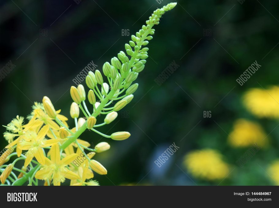 Лабазник вязолистный таволга