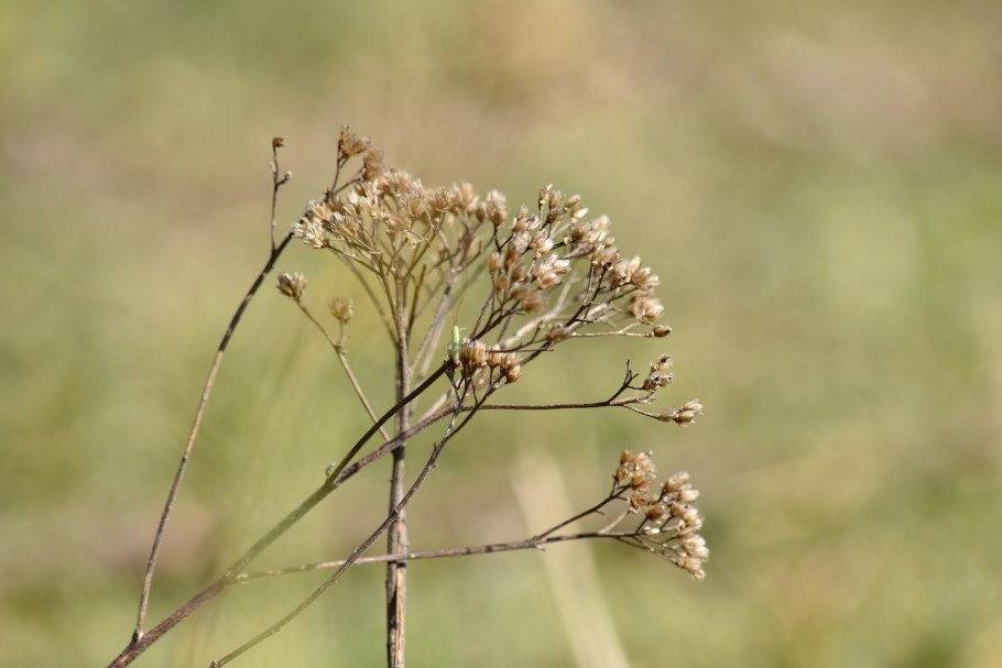 Какие травы можно собрать в Оренбургском лесу
