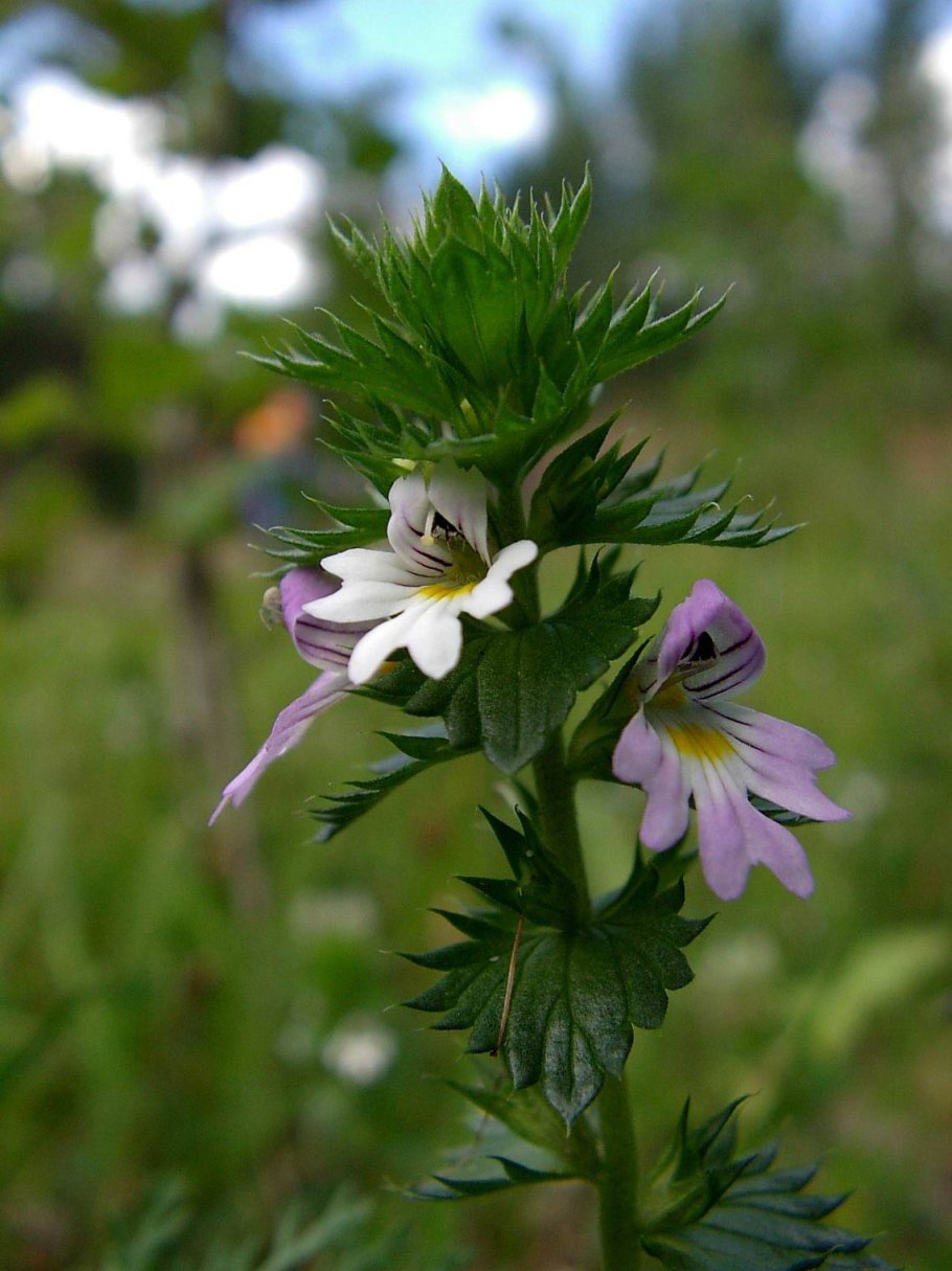 Тропинка в поле