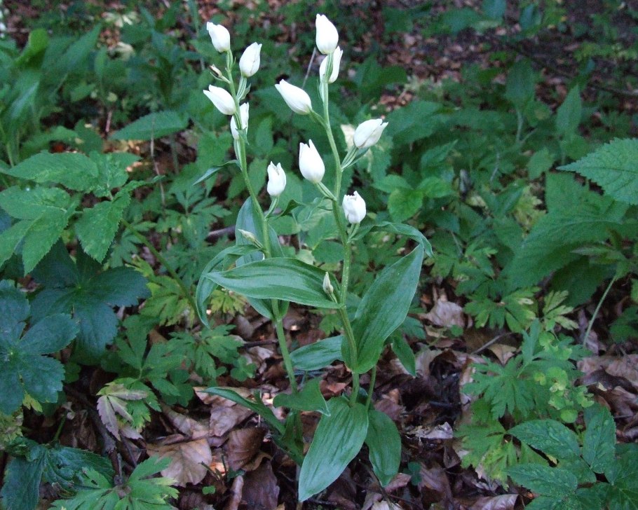 Cephalanthera cucullata