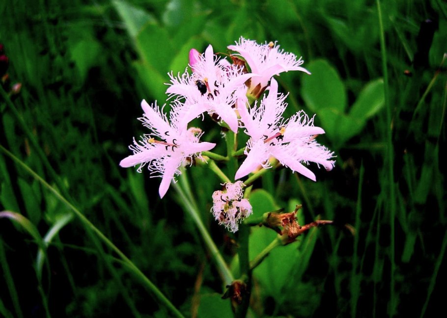 Вахта Болотная трёхлистная