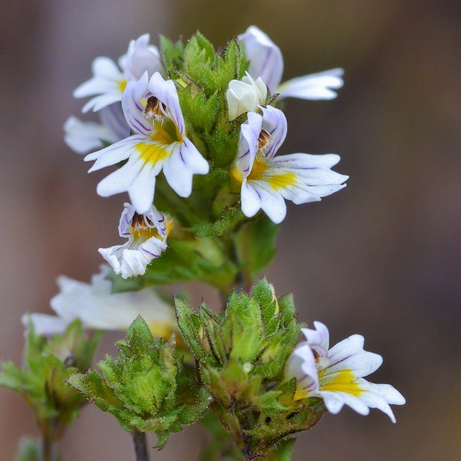 Очанка лекарственная (Euphrasia officinalis)