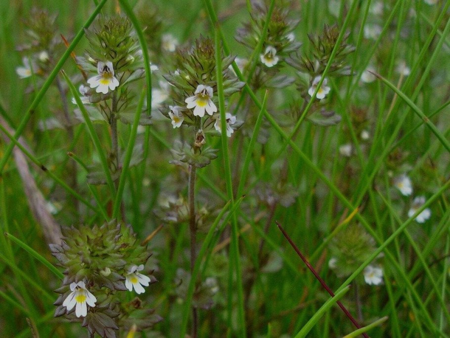 Белоцветник весенний и подснежники