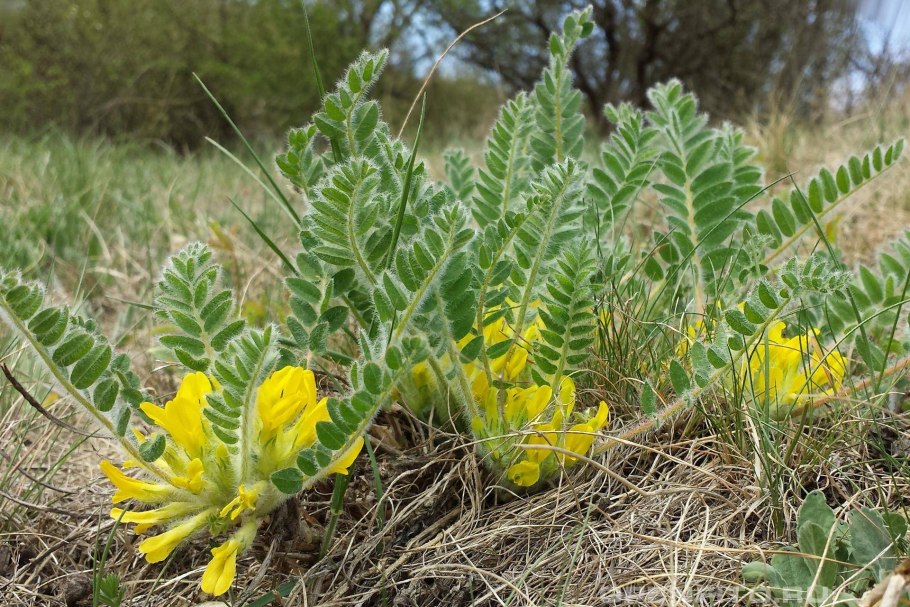 Bulbine latifolia