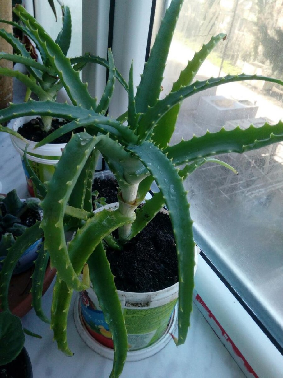 Алоэ растение Маламант Израиль