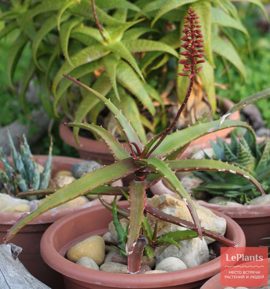 Алоэ Елены фото