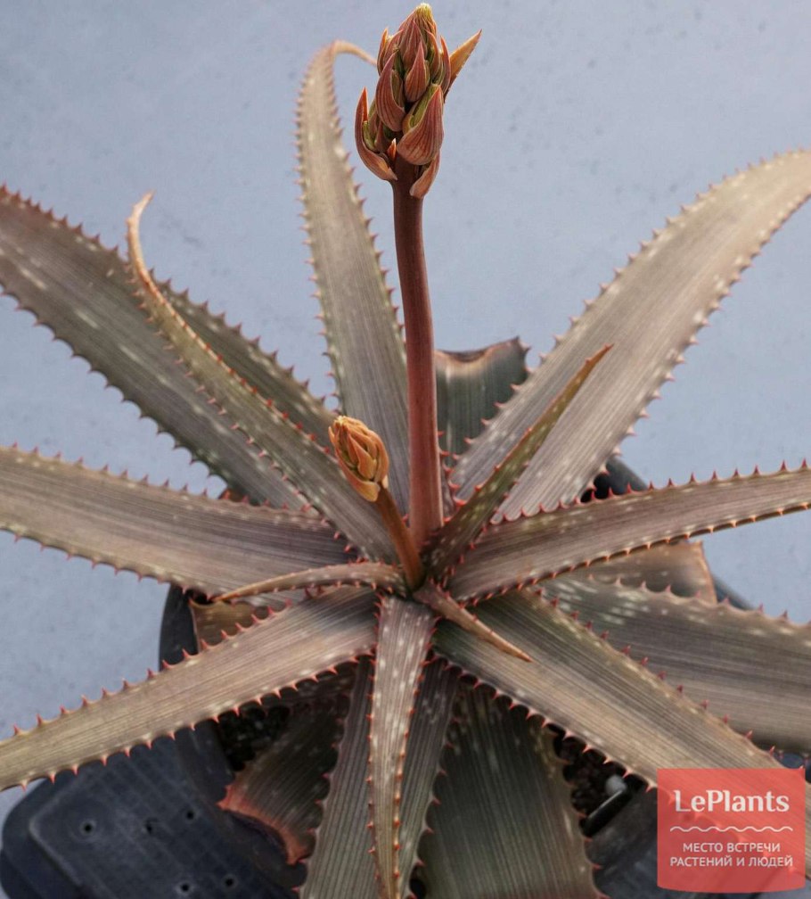 Алоэ Бранддрааийское Aloe branddraaiensis