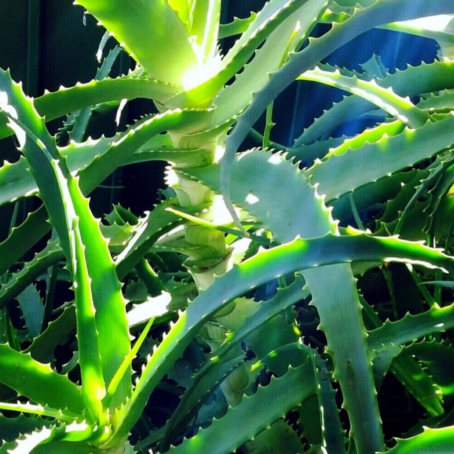 Aloe Hybrid