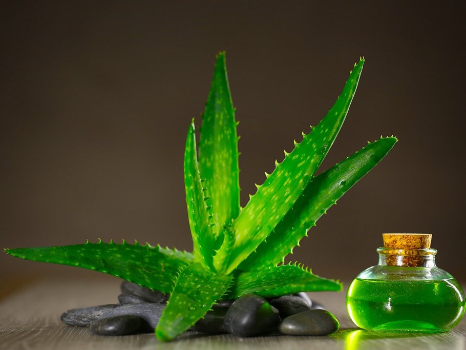 Алоэ вера цветок лечебный