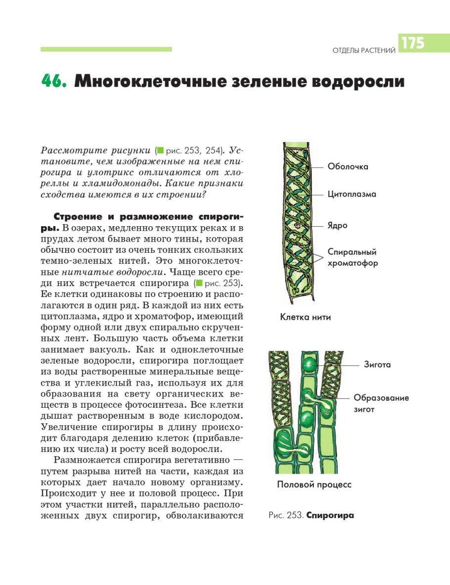 Улотрикс строение