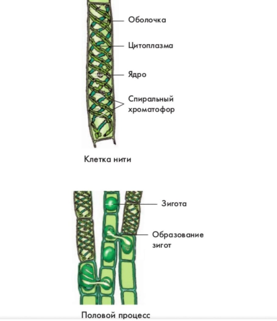 Спорофит ламинарии схема