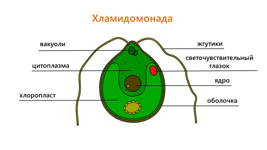 Одноклеточные водоросли строение клетки