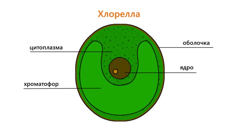 Хлорелла строение клетки