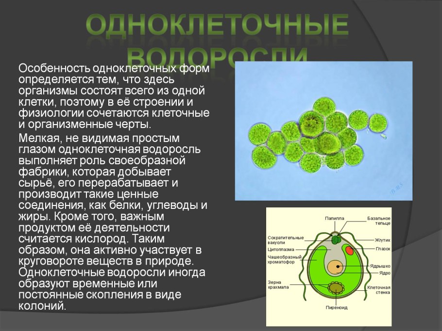 Клетка одноклеточной водоросли