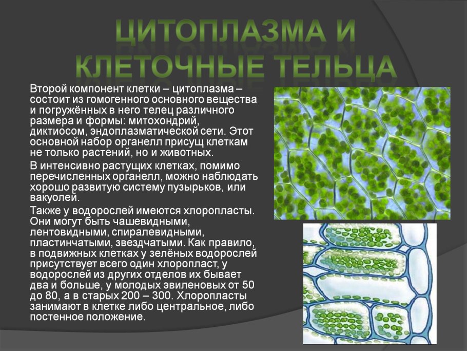 Вещество в клетке водоросли