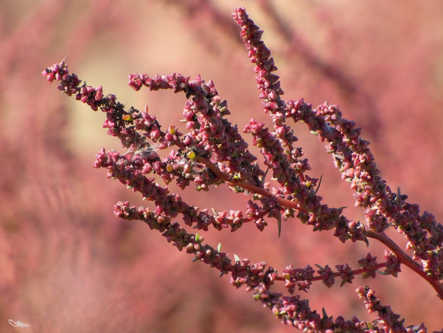 Suaeda corniculata
