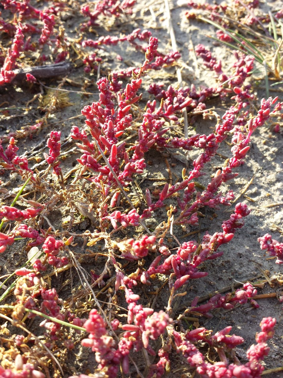 Сарсазан шишковатый (Halocnemum strobilaceum)