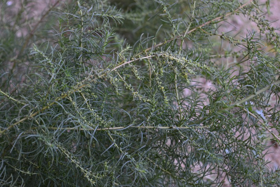 Шведка растение