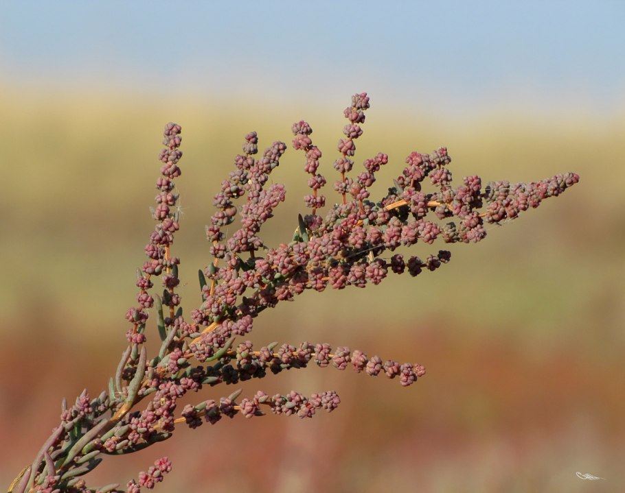 СВЕДА солончаковая