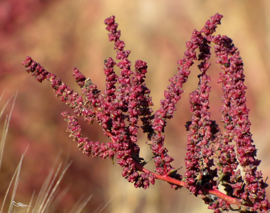 СВЕДА стелющаяся