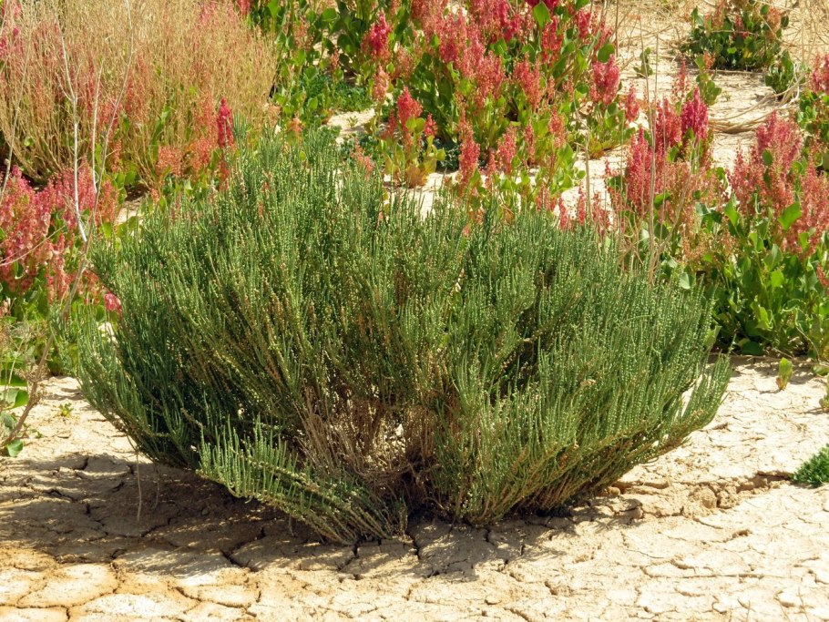 Солерос травянистый