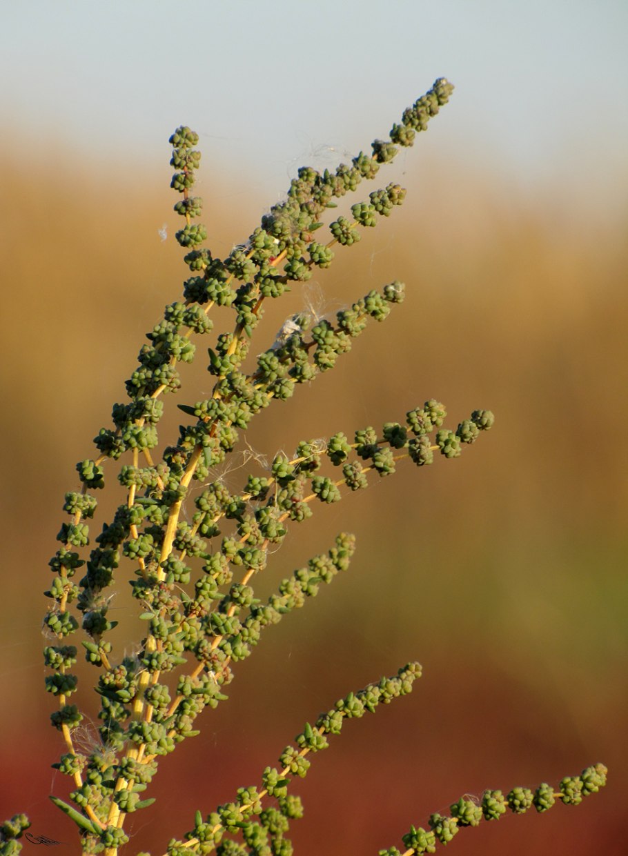 Suaeda corniculata