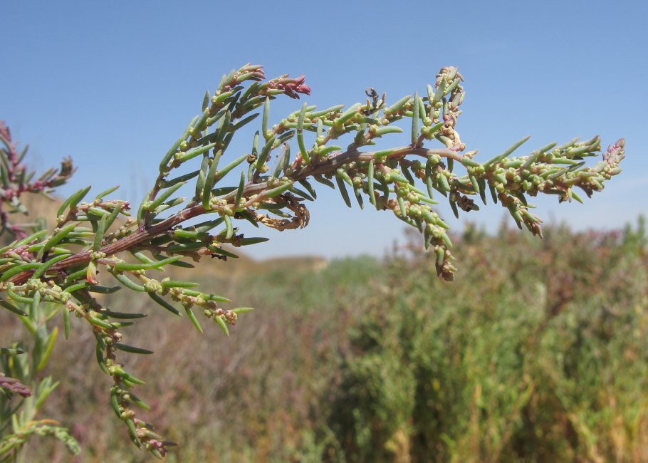 СВЕДА рожконосная