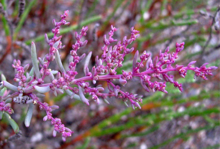 Suaeda corniculata