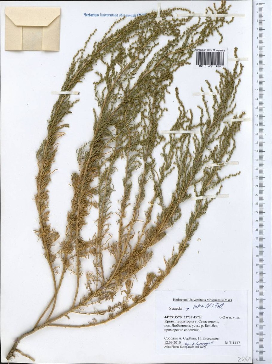 СВЕДА вздутоплодная