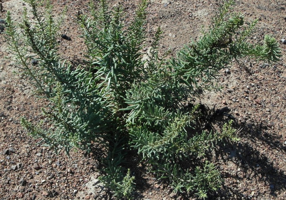 СВЕДА вздутоплодная