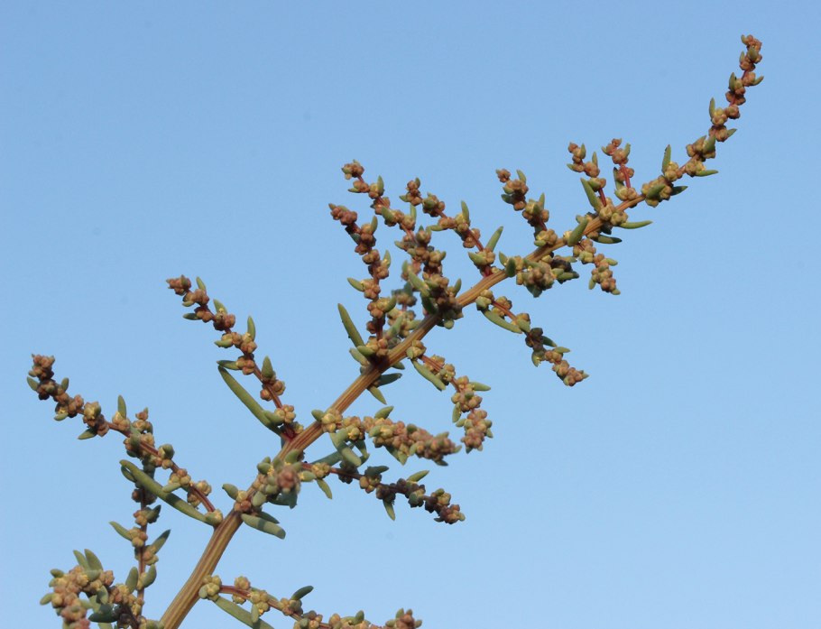 СВЕДА растение