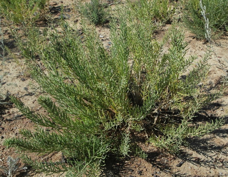 СВЕДА рожконосная