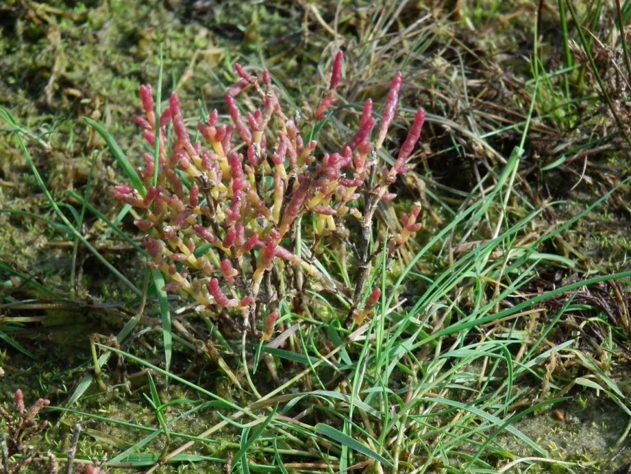 СВЕДА рожконосная