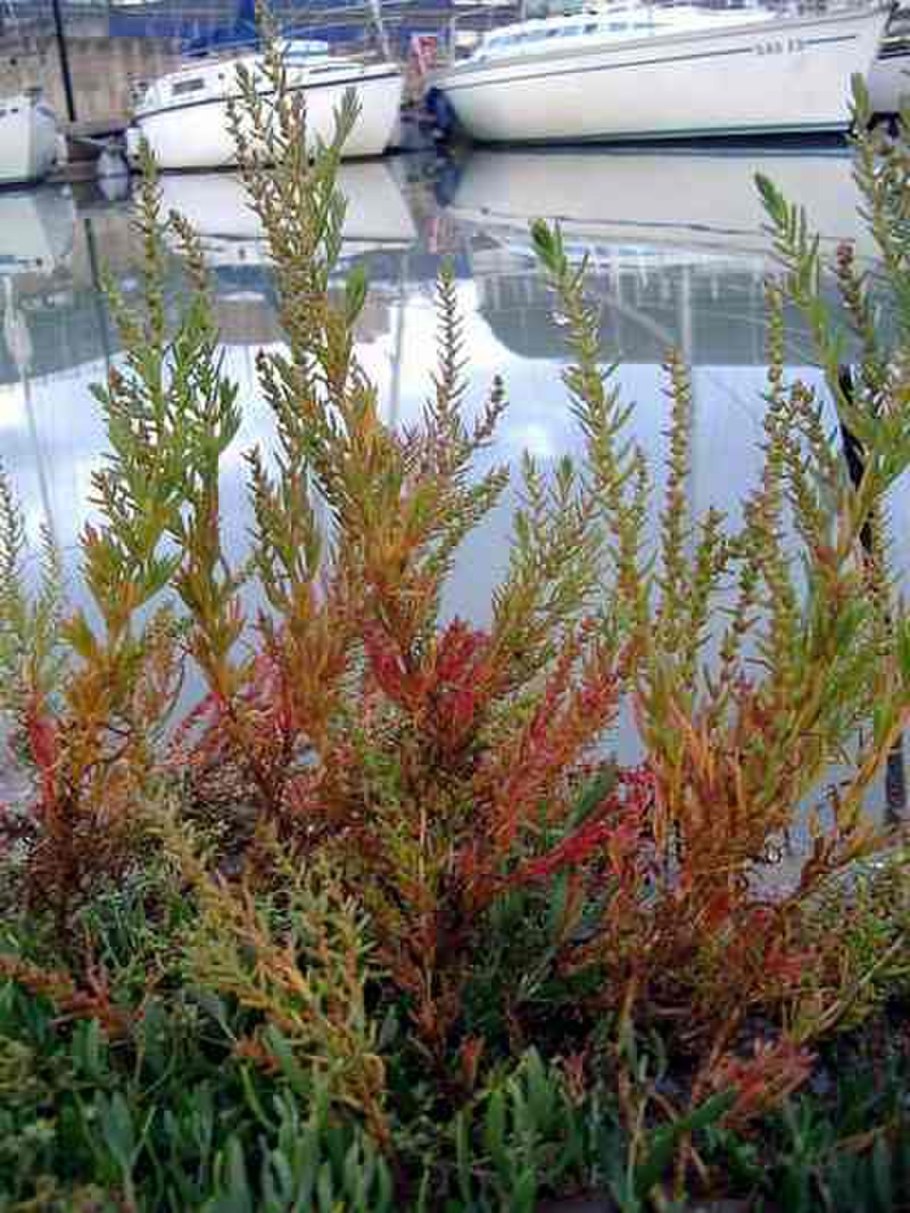 Сарсазан Halocnemum strobilaceum