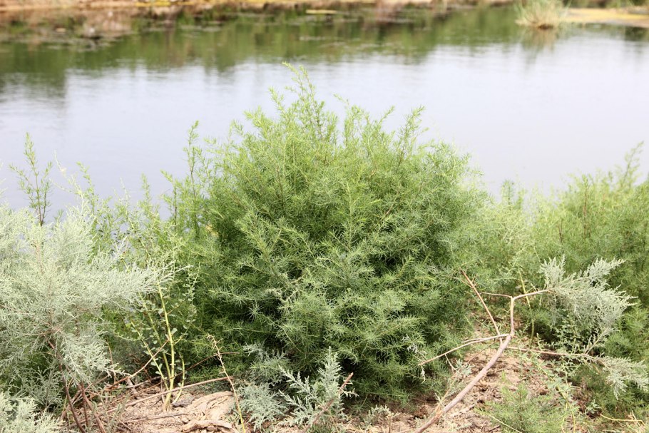 СВЕДА дуголистная