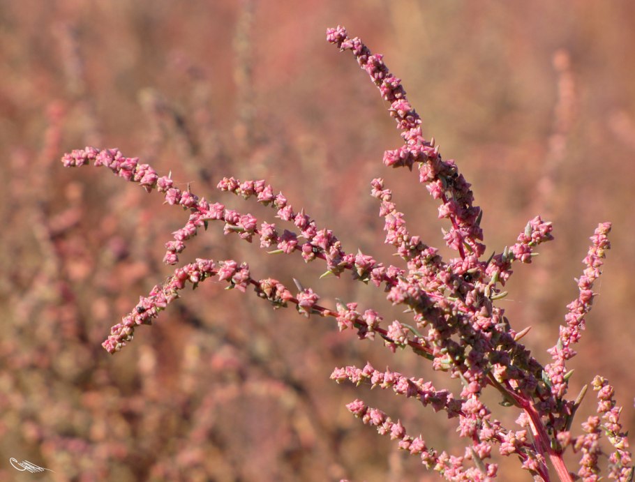 Suaeda corniculata