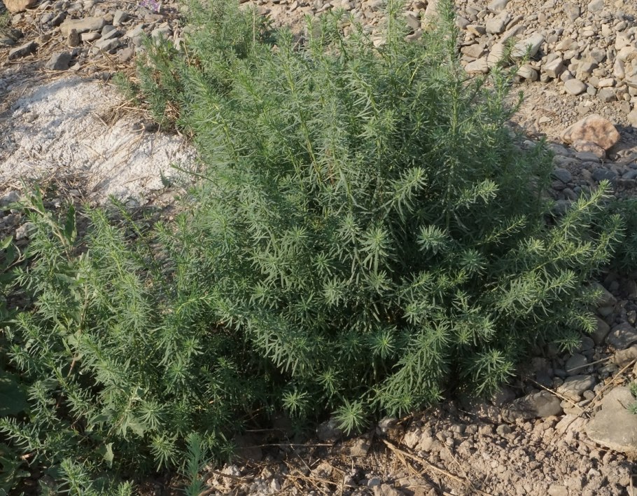 СВЕДА стелющаяся