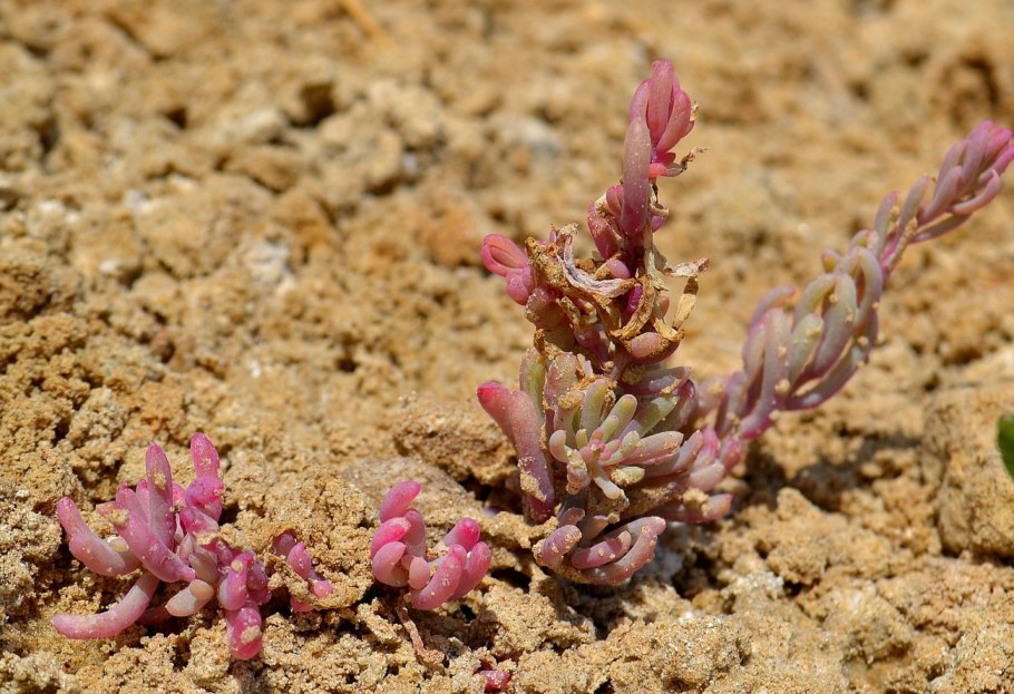 СВЕДА Приморская