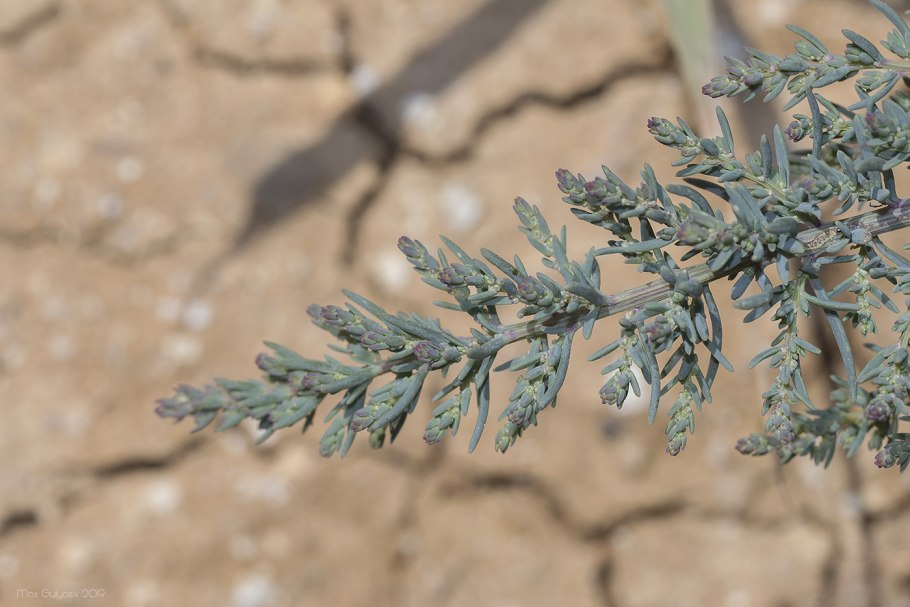 Горец птичий Polygonum aviculare всходы