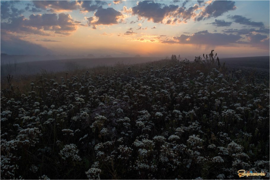 Бурьян 1280*1024