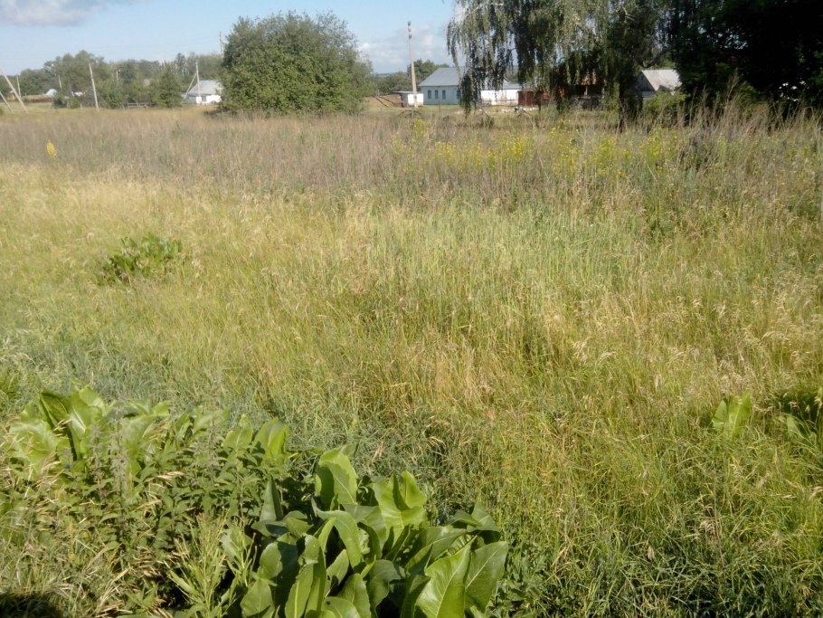 Заросший участок