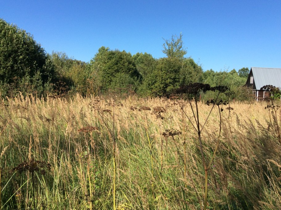 Сухая трава