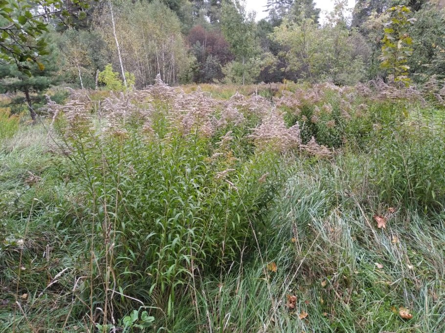 Степной бурьян