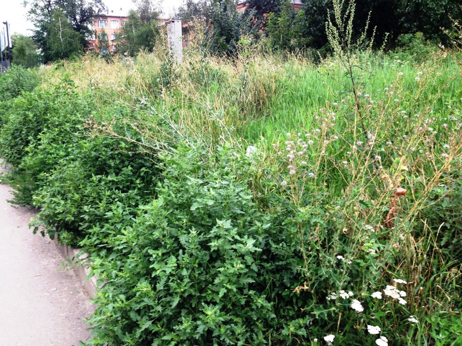 Трава бурьян бурьян