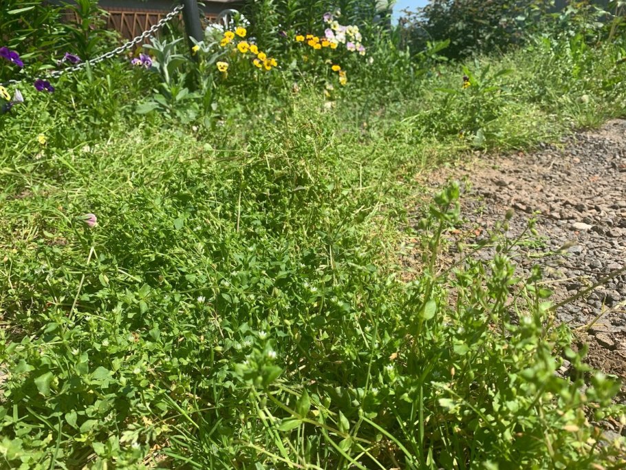 Заросший участок