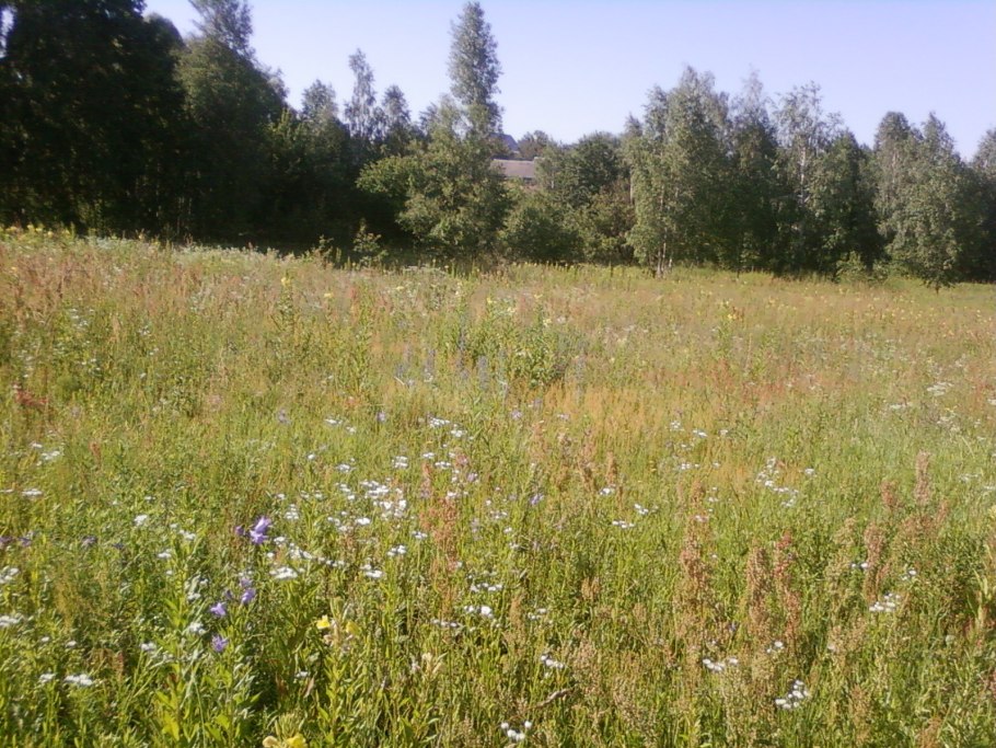 Бурьян фото