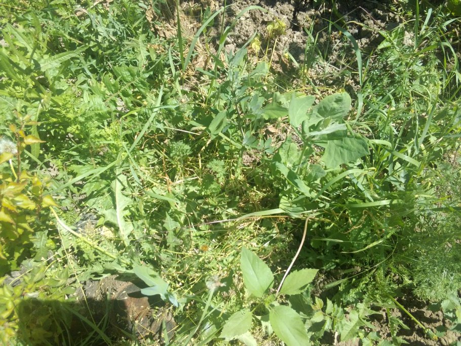 Степной бурьян