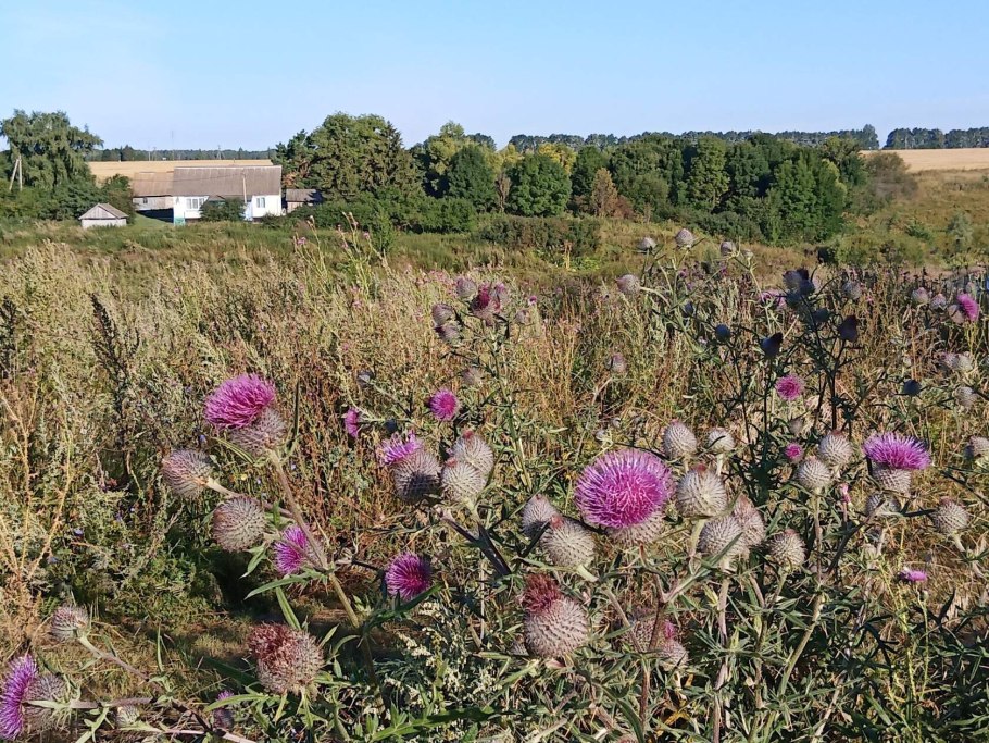 Заготовка бурьяна
